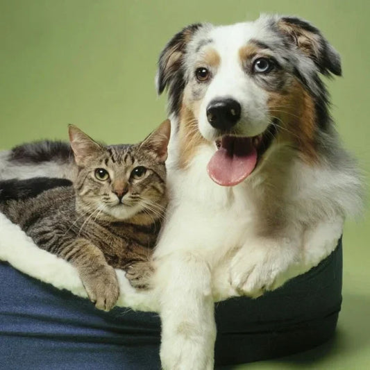 Accessories Pet Guide: Smart Choices for Cats and Dogs