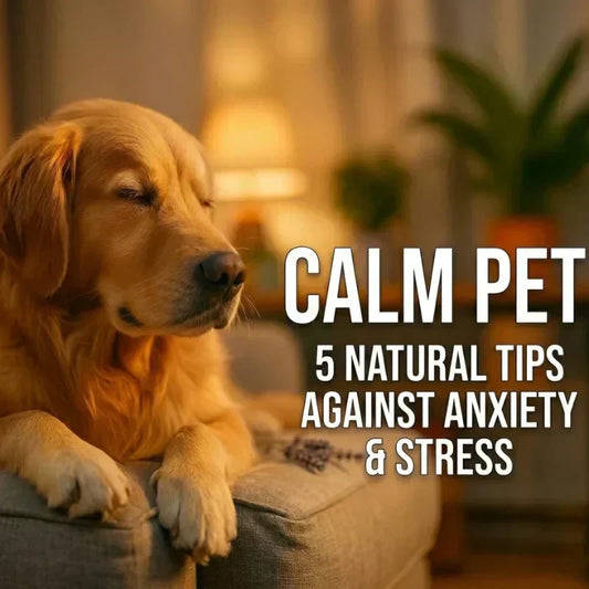 calm-dog-at-home