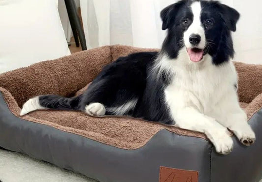 Which Dogs Beds to Choose? How to Keep Your Dog Warm and Comfortable During Winter