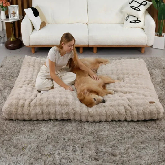 Dog Beds Orthopedic Really Improve Your Dog’s Comfort?