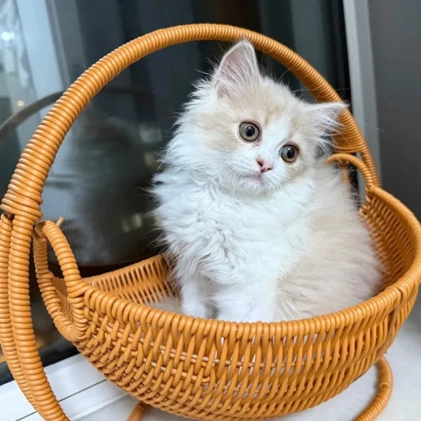 Cat-Beds-Sorin Hanging-Rattan-Cat-Bed.,