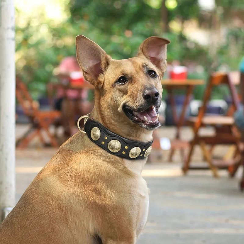 Dog-Collar-Siena-Studded-Leather-001