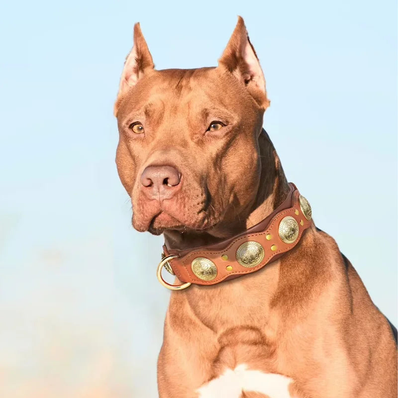 Dog-Collar-Siena-Studded-Leather