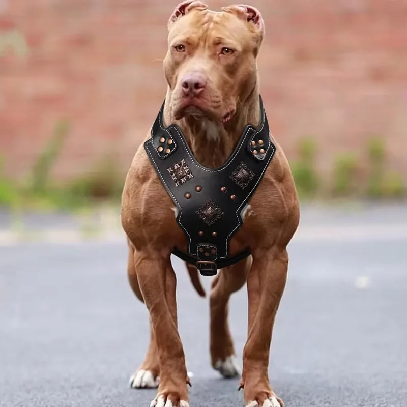 Dog-Harness-Astridye-Riveted-Leather