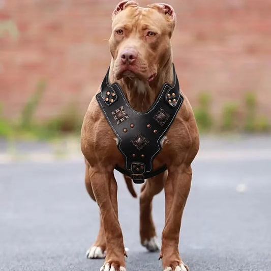 Dog-Harness-Astridye-Riveted-Leather