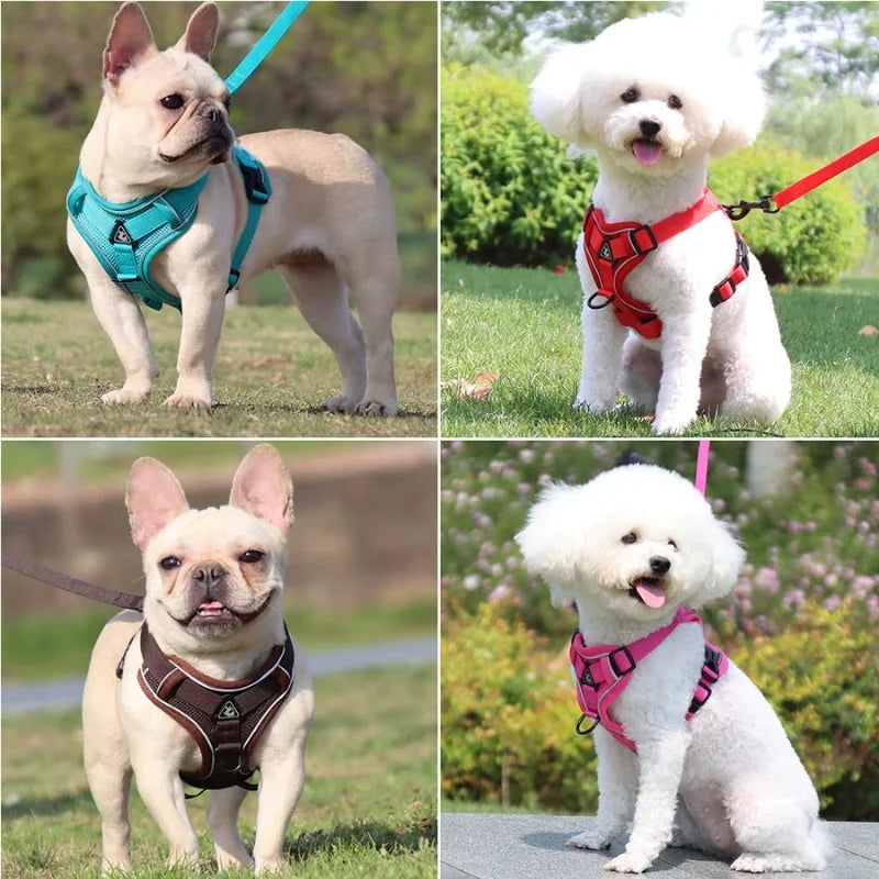 Dog-Harness-Luce-Illuminated-Set