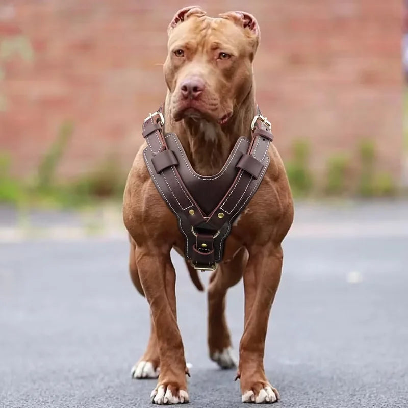 Dog-Harness-Oslo-Genuine-Leather-006