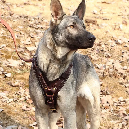 Dog-Harness-Oslo-Genuine-Leather-007