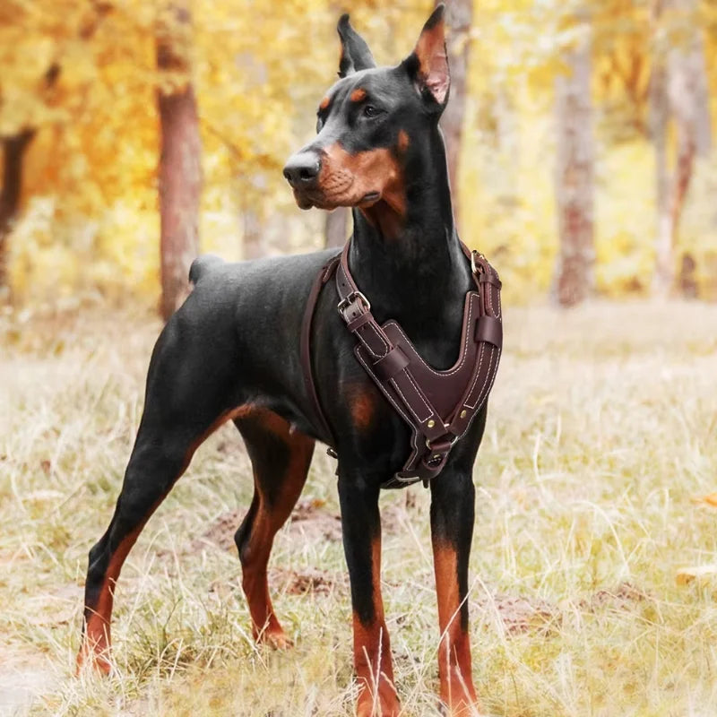 Dog-Harness-Oslo-Genuine-Leather-brown03
