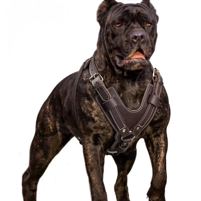 Dog-Harness-Oslo-Genuine-Leather-02
