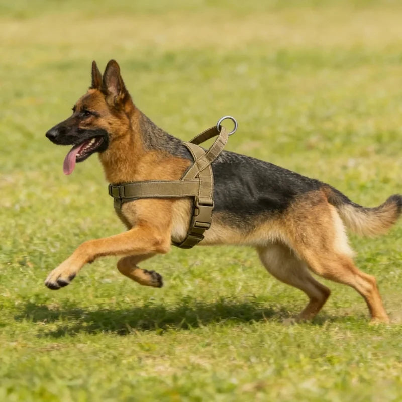 Dog-Harness-Reflet-High-Visibility-002