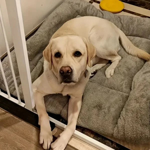 GRANDPAW_-Dog_Bed-09