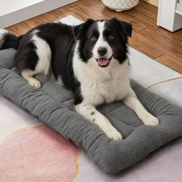 GRANDPAW_-Dog_Bed-089