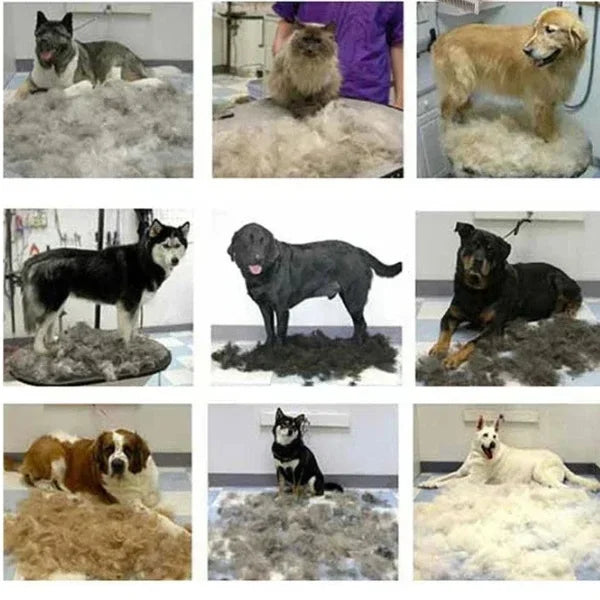 Pet Hair Remover | Archie Escova de Grooming para Pets-info....