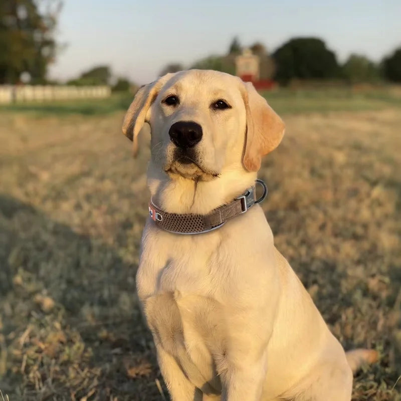 The-Dog-Collar-Lykke-Personalised-_-Reflective-1