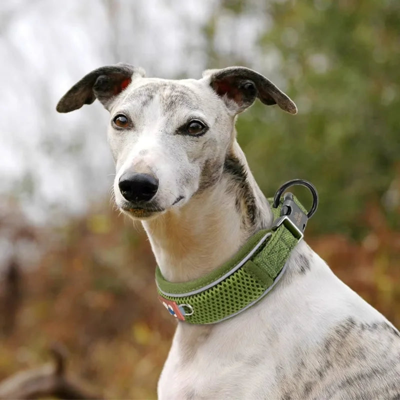 The-Dog-Collar-Lykke-Personalised-_-Reflective-02