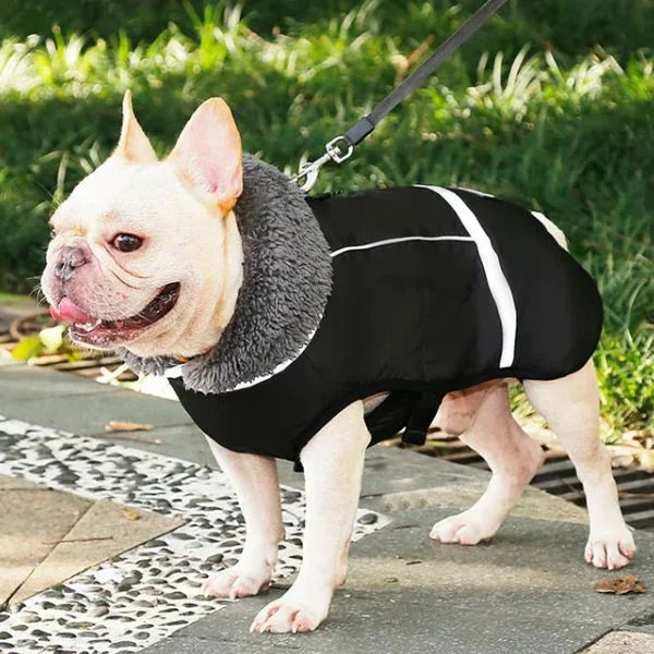 Waterproof Dog Coats Elvor Reflective and Padded.