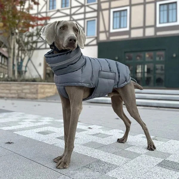Waterproof Dog Coats Sovereign Protection with Presence.