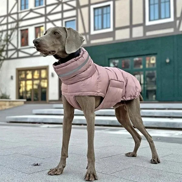 Waterproof Dog Coats Sovereign Protection with Presence