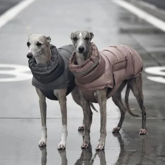 Waterproof Dog Coats Sovereign Protection with Presence